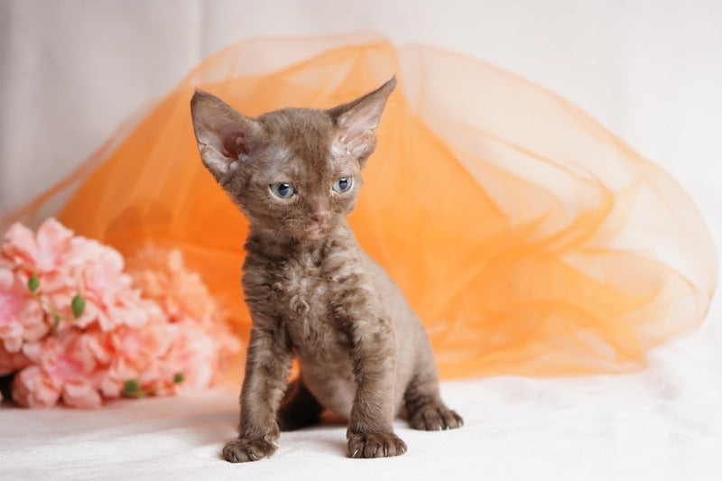 Olivia Devon Rex female, chocolate