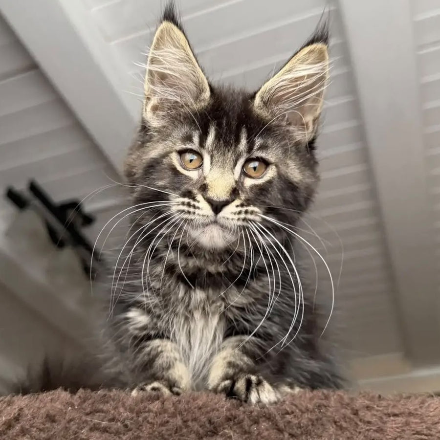 Chipper Maine Coon female, black tabby