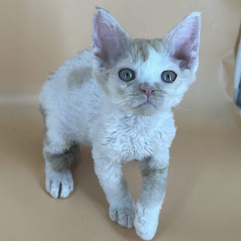 Alex Devon Rex male, red harlequin