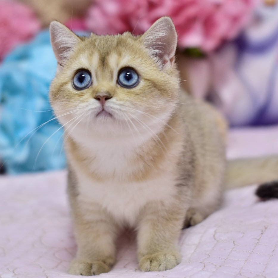 Infinity British Shorthair female, black golden shaded