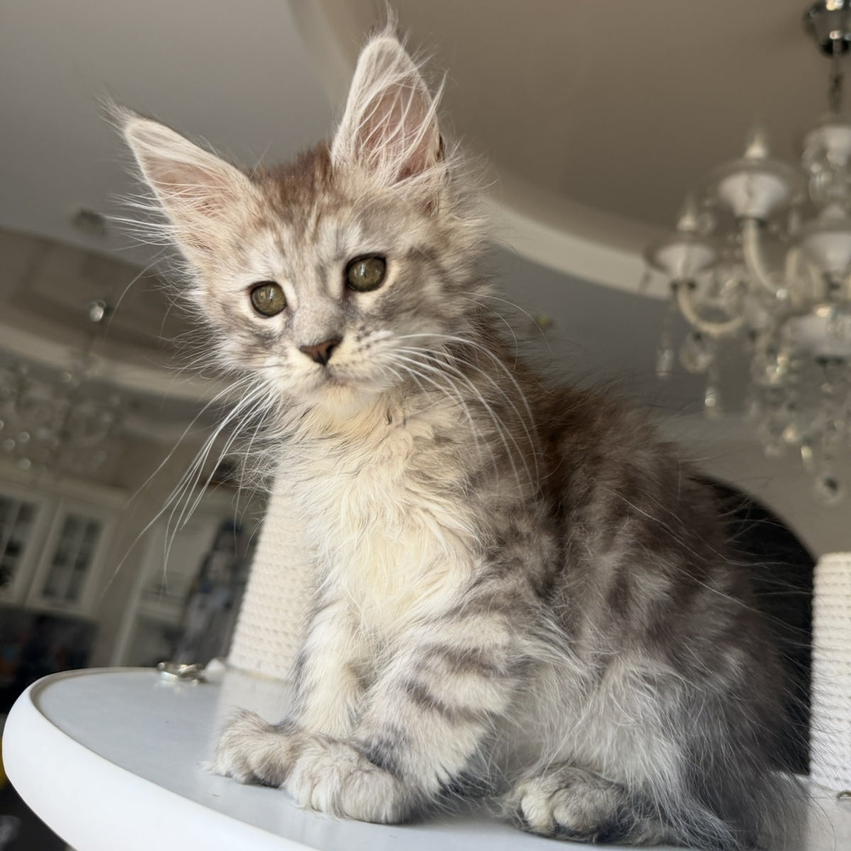 Diodora Maine Coon female, black silver tabby