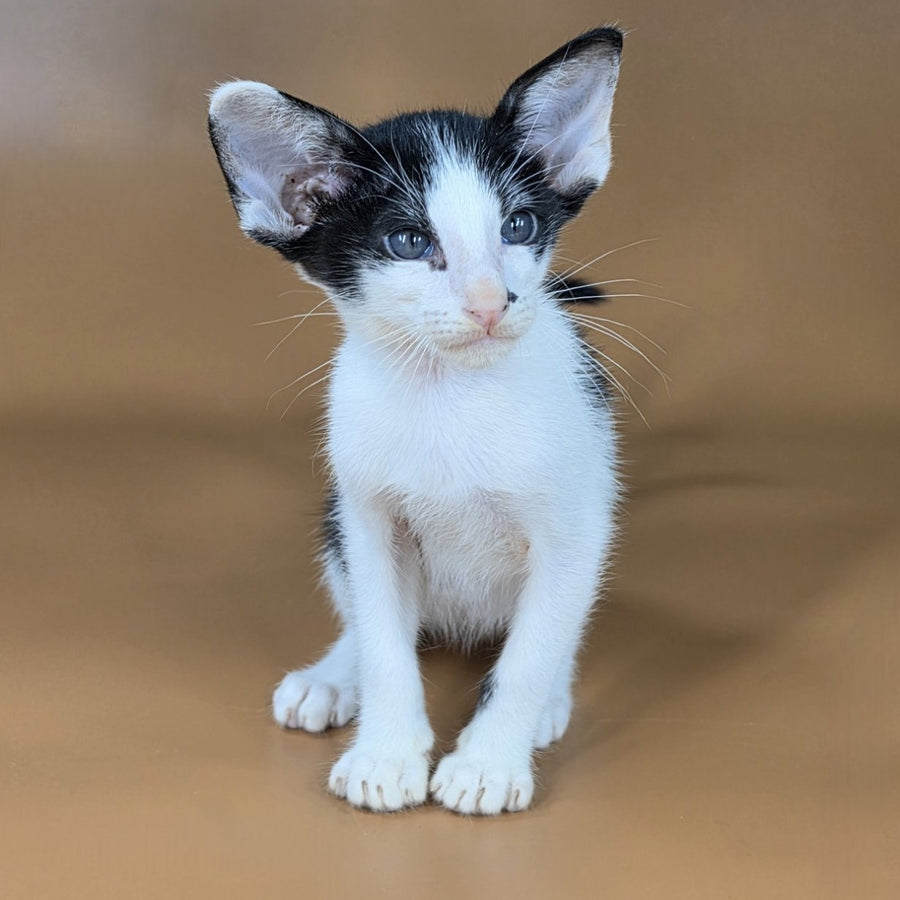 Asher Oriental Shorthair male, black bicolour