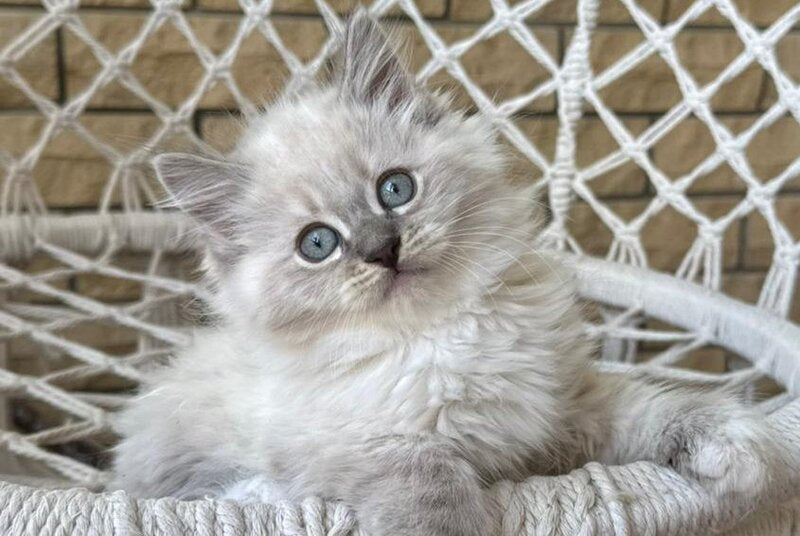 Excellent Siberian male, blue pointed bicolour