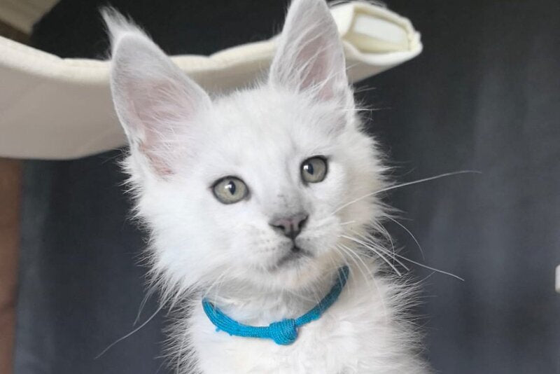 Urman Maine Coon polydactyl male, black silver chinchilla