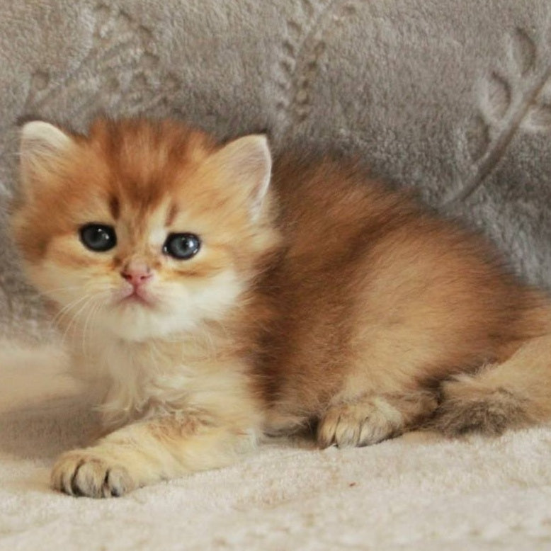 Lili British Longhair female, black golden shaded