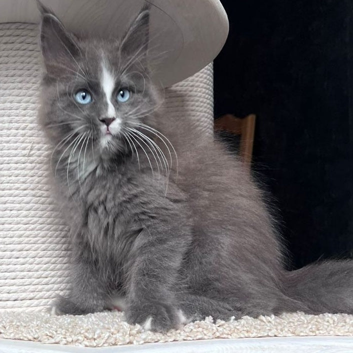 Yuna Maine Coon female, blue with white