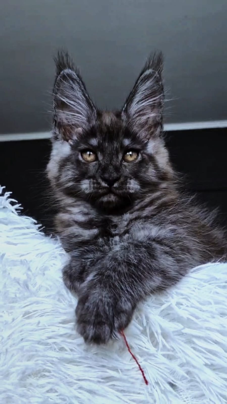 Kasperov Maine Coon male, black silver