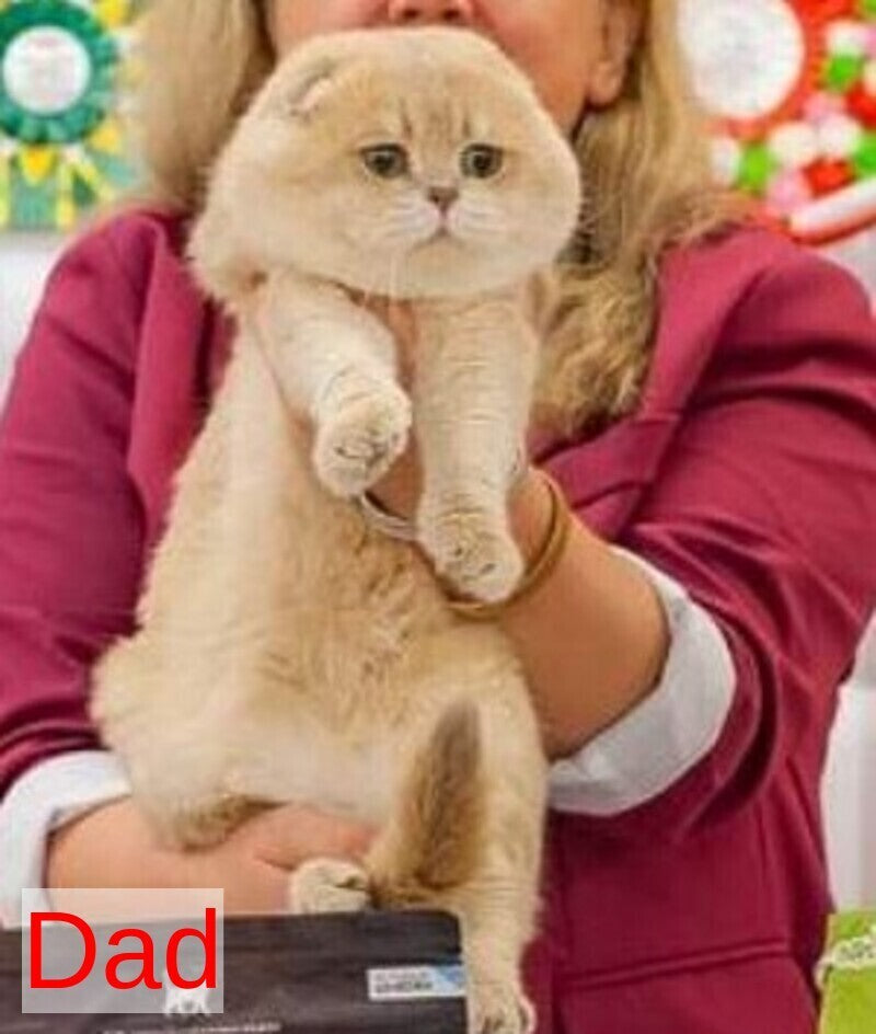 Freya Scottish Fold female black golden shaded - live animals