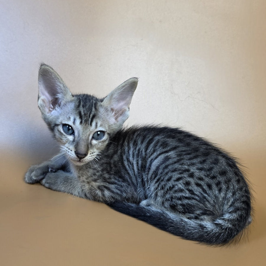 Einar Oriental Shorthair male, black spotted tabby