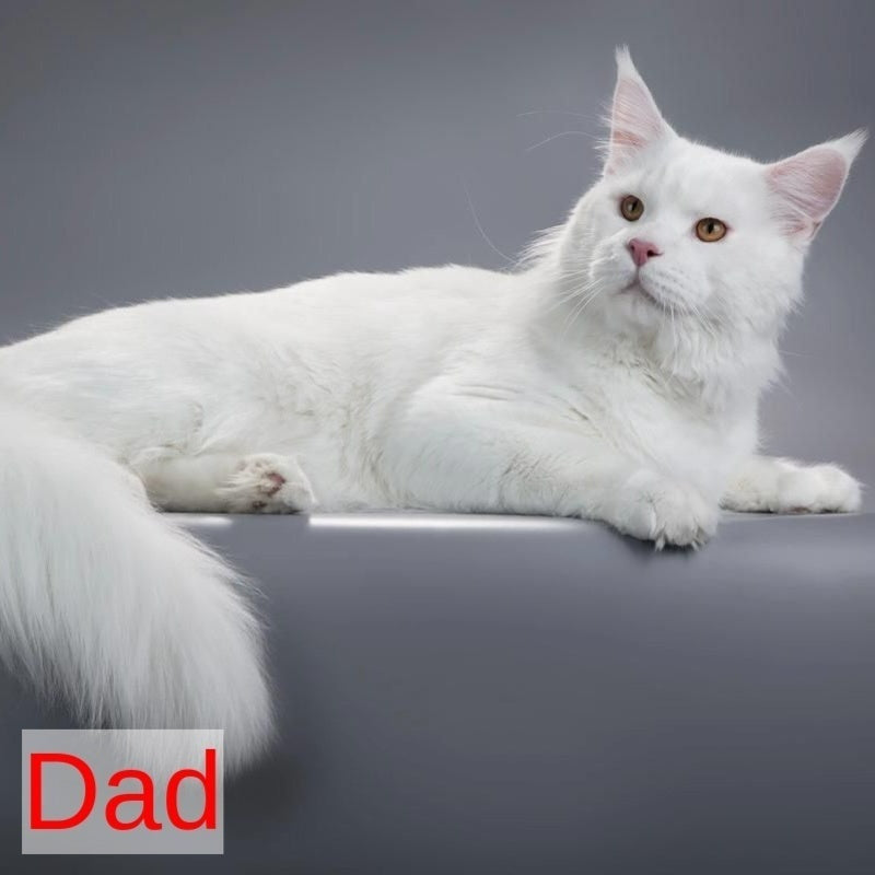 Barcelona Maine Coon female, black tortie