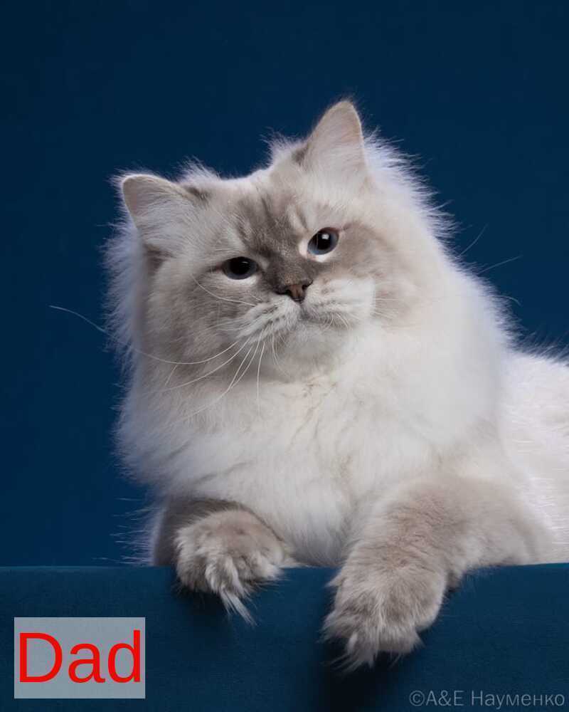 Iriska Siberian female, black tabby pointed