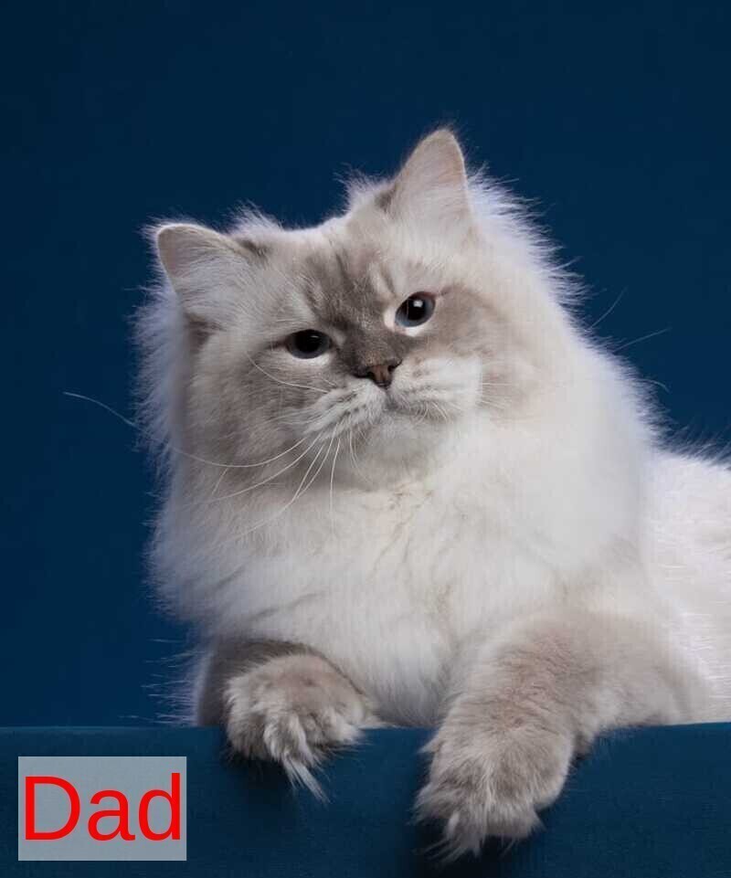 Hurma Siberian female, blue with white tabby pointed