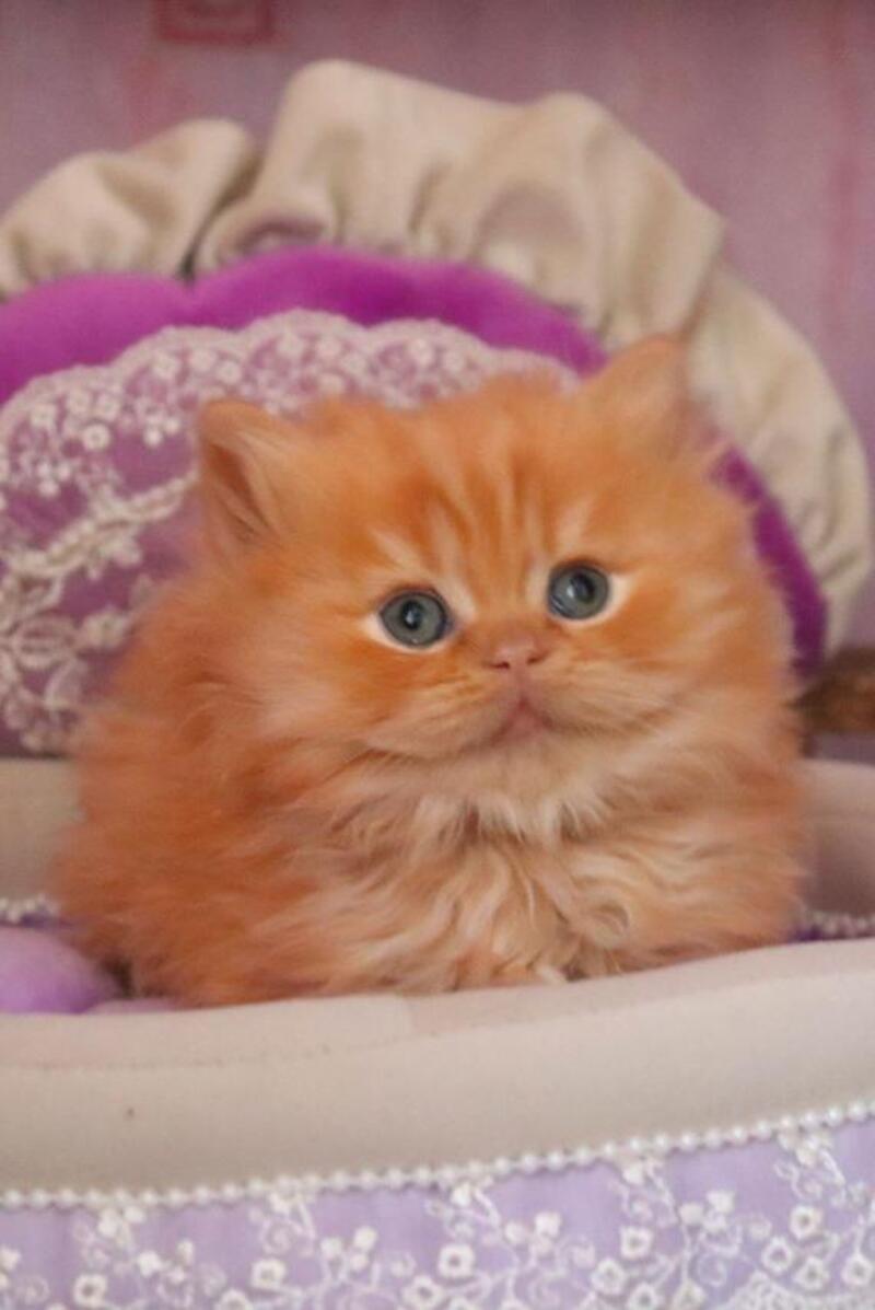 Bow British Longhair male red live animals