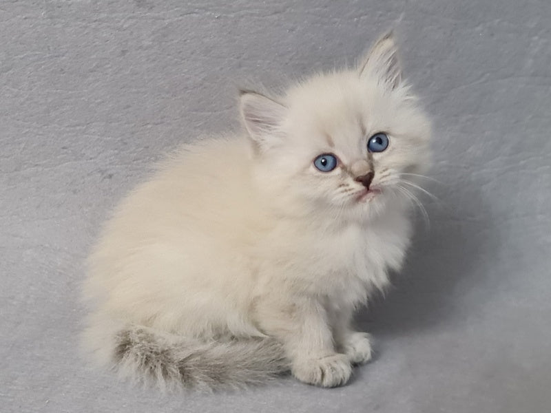 Angel Siberian male blue tabby pointed - live animals