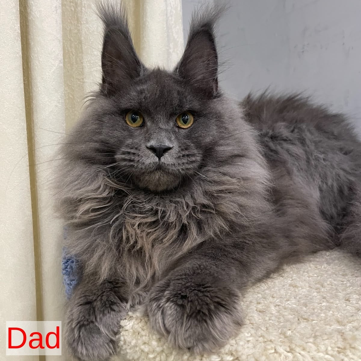 Timofey Maine Coon male, red silver