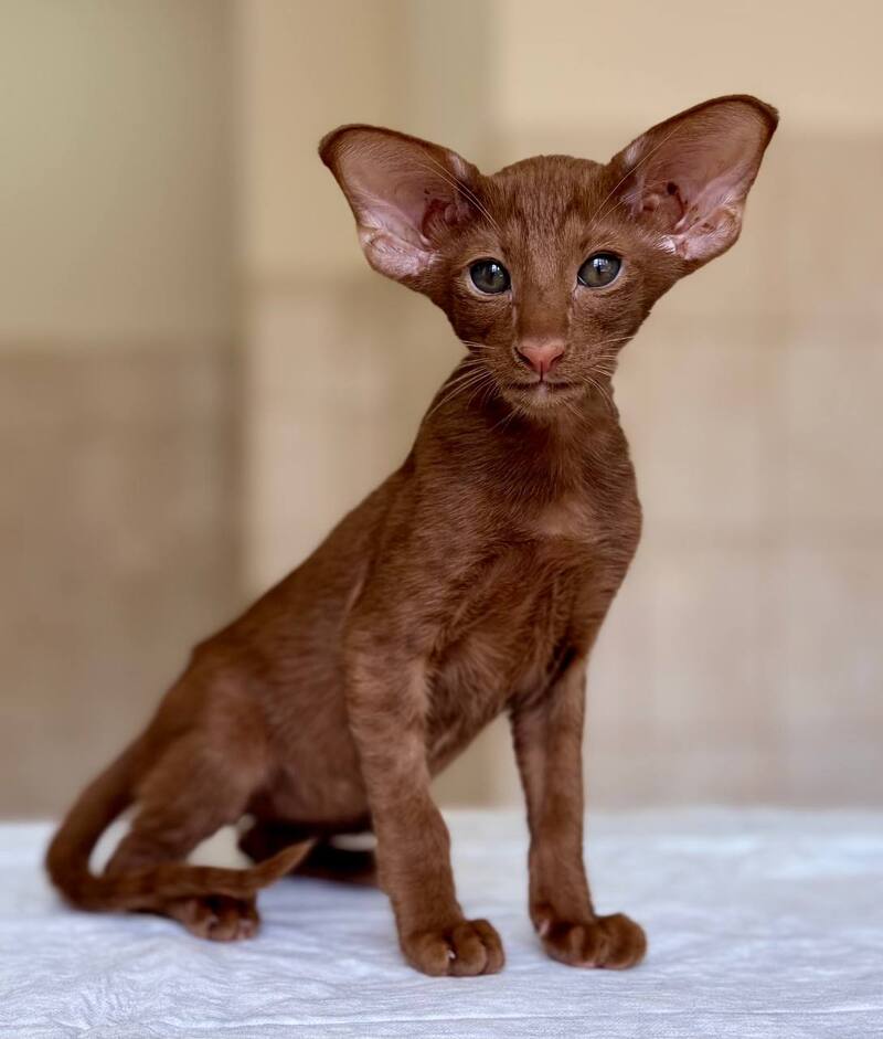 Rivz Oriental Shorthair male, cinnamon