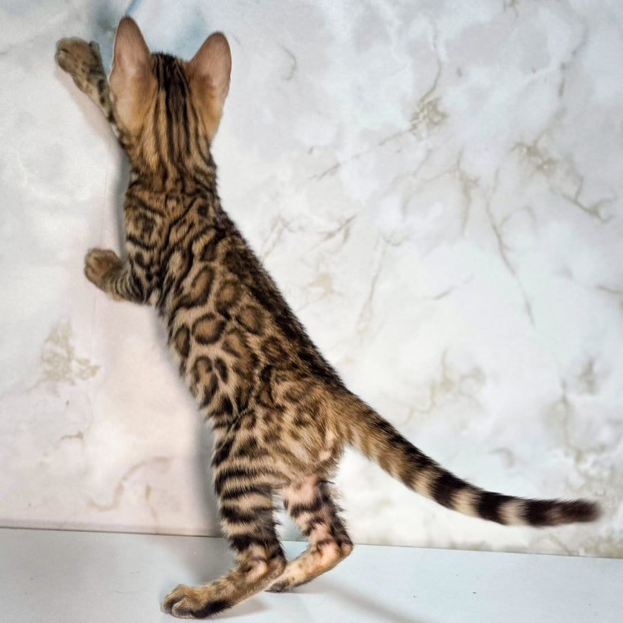 King Bengal male, black spotted tabby