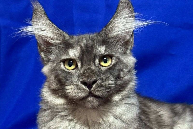 Briz Maine Coon male, black silver