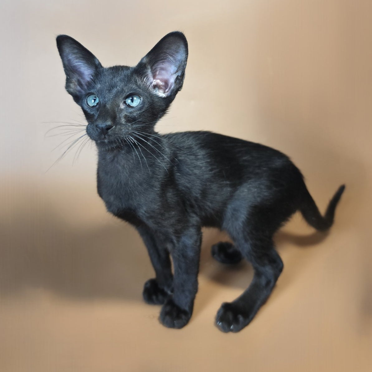 Lupin Siamese male, black