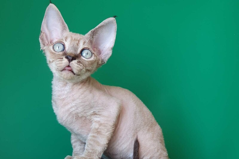 Marik Devon Rex male black tabby pointed - live animals