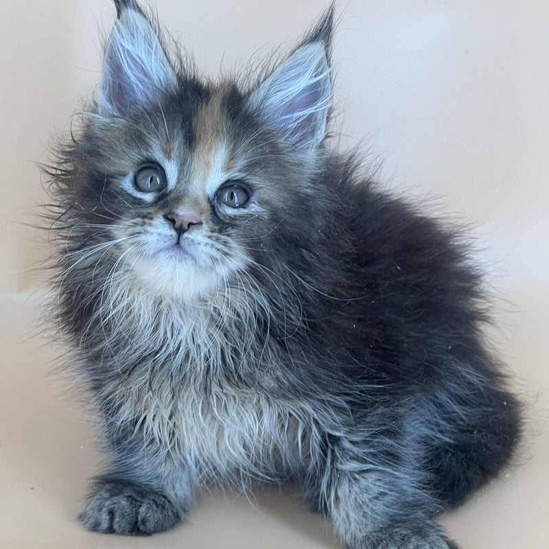 Bella Maine Coon female, black tortie silver