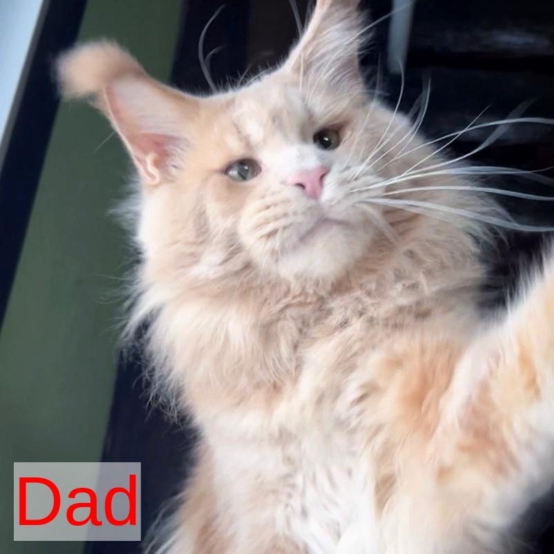 Yarik Maine Coon male, cream