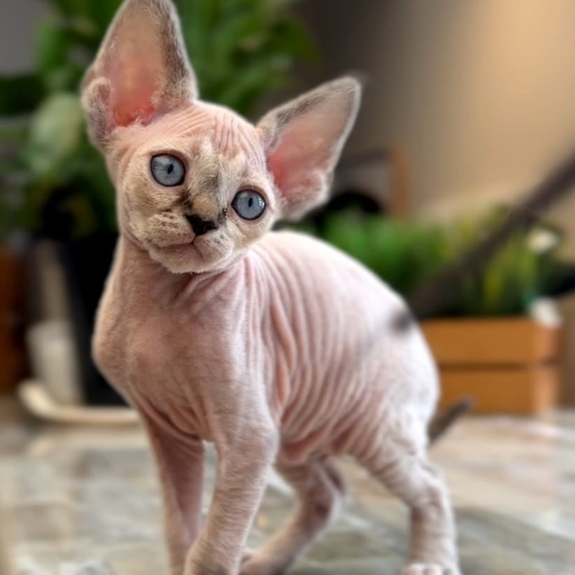 Sunny Devon Rex female, black tortie harlequin tabby pointed
