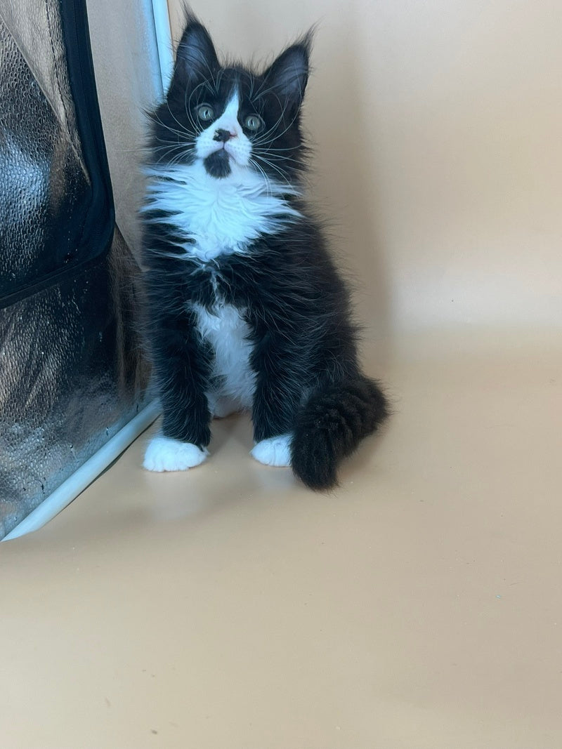 Bred Maine Coon male, black bicolour