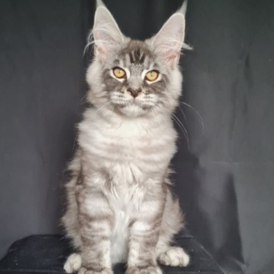 Lexus Maine Coon male, blue silver tabby