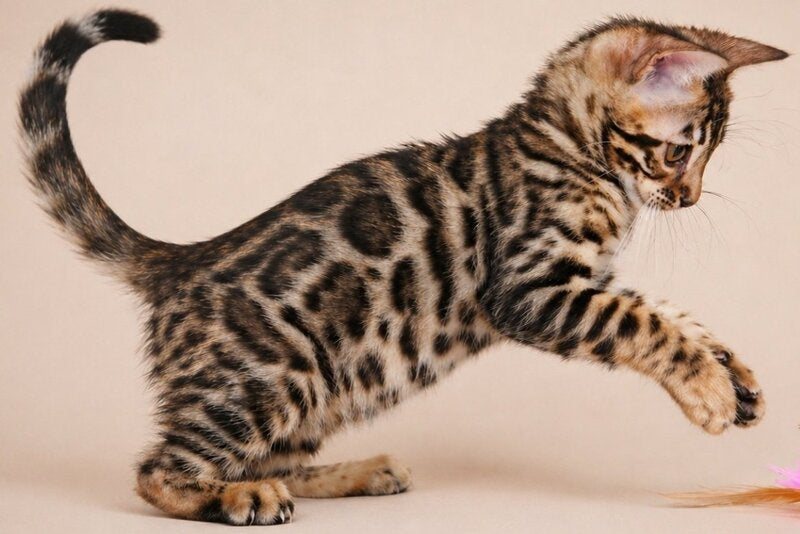 Azura Bengal female black spotted tabby - live animals