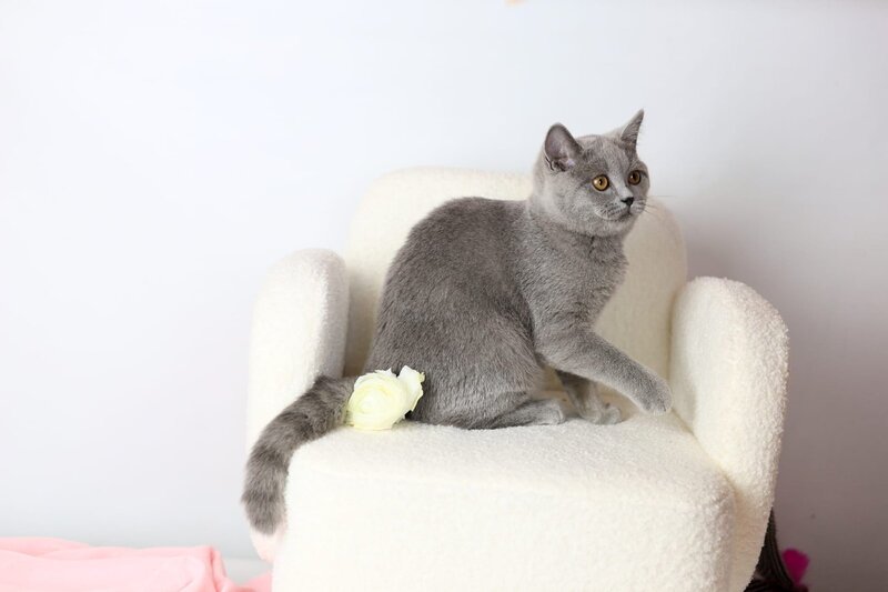 Miranda British Shorthair female blue - live animals