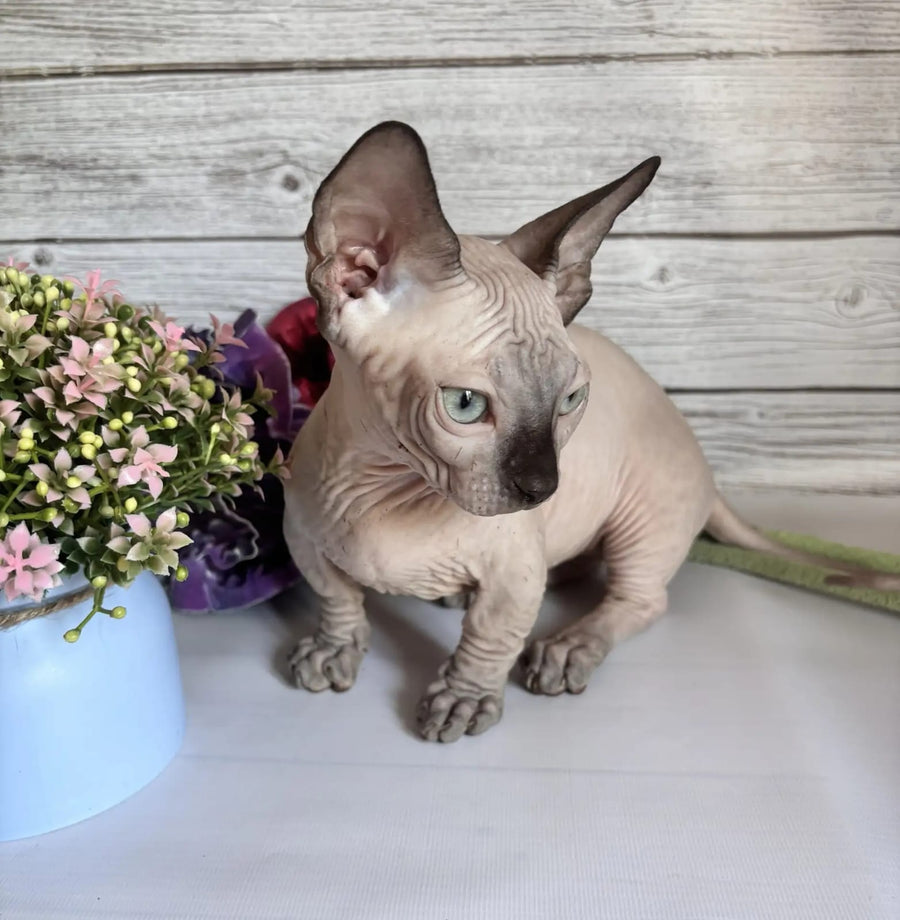 Richi Bambino male black pointed - live animals