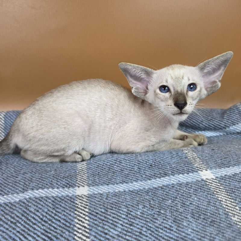 Yarina Siamese female, black spotted tabby