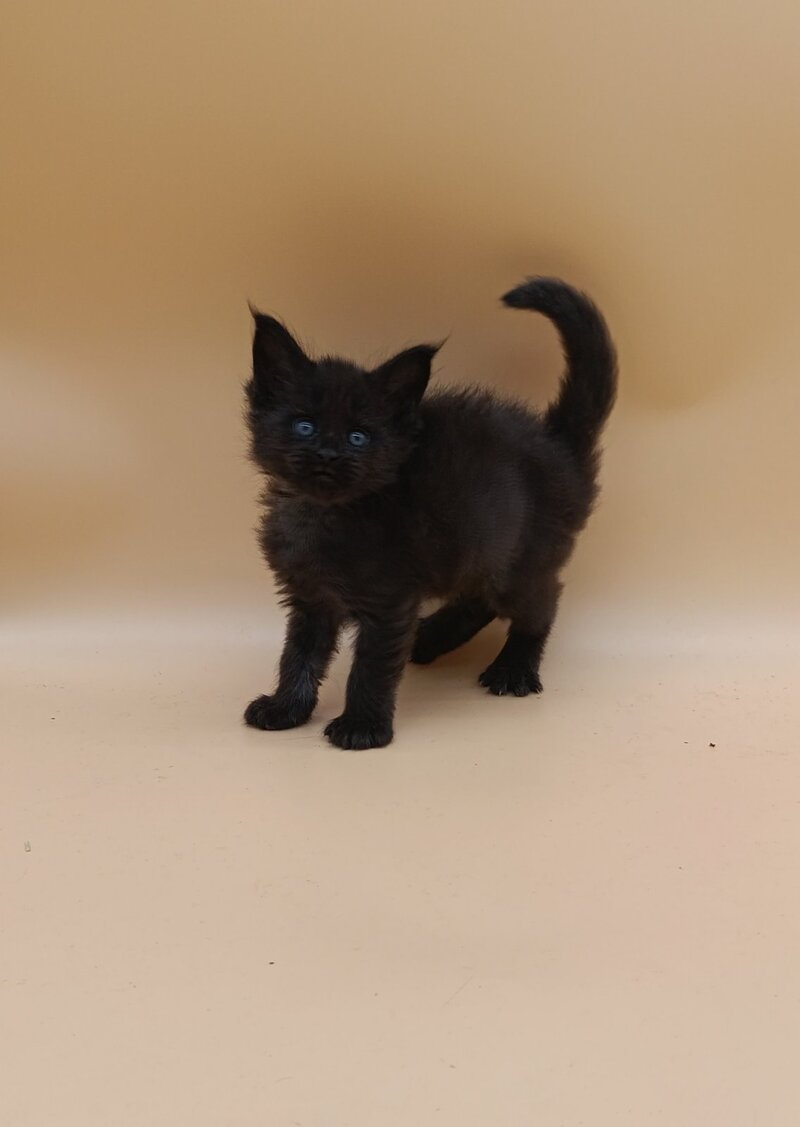 Iris Maine Coon female black silver live animals