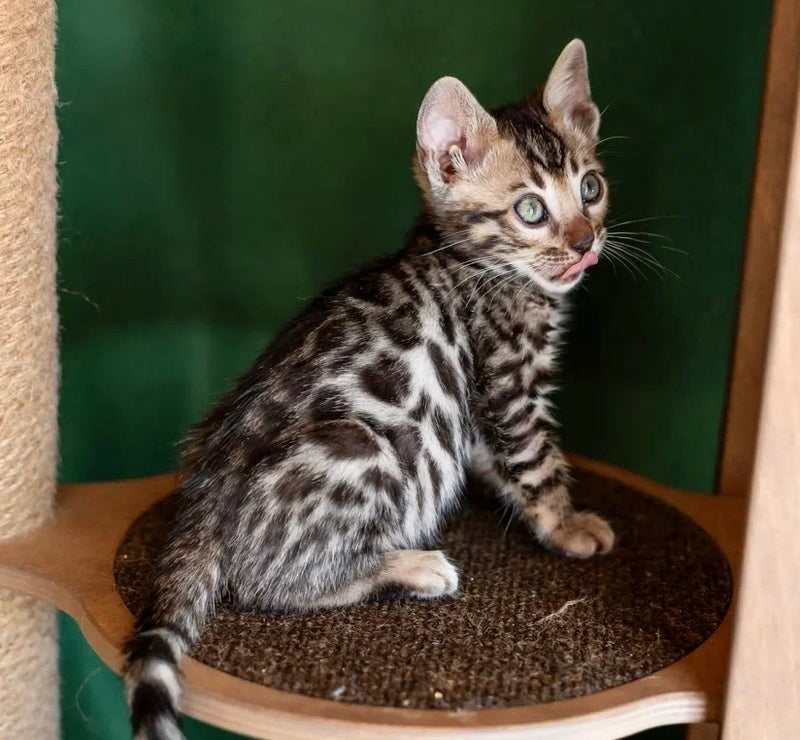 Chanel Bengal female black spotted tabby - live animals
