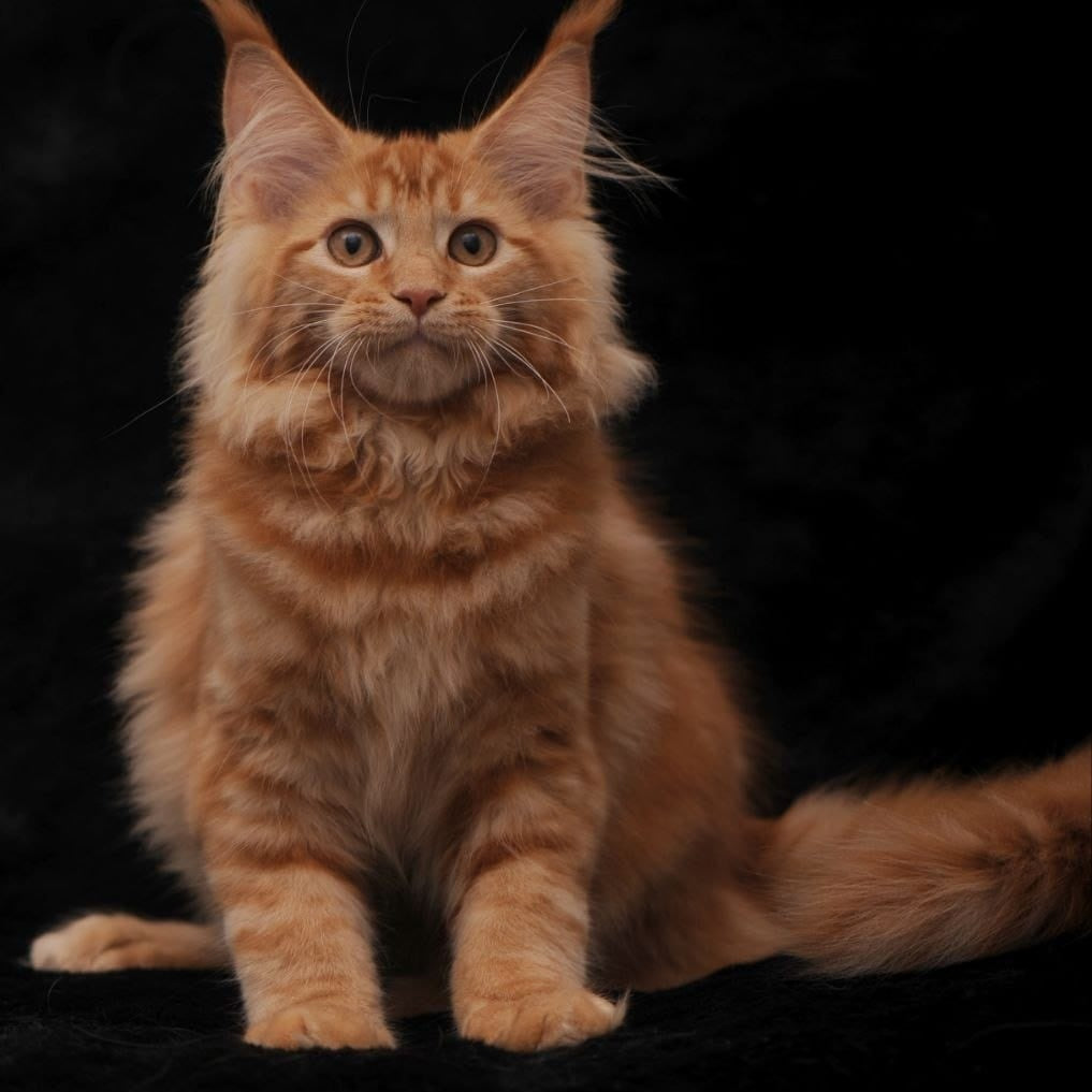 Riana Maine Coon female, red