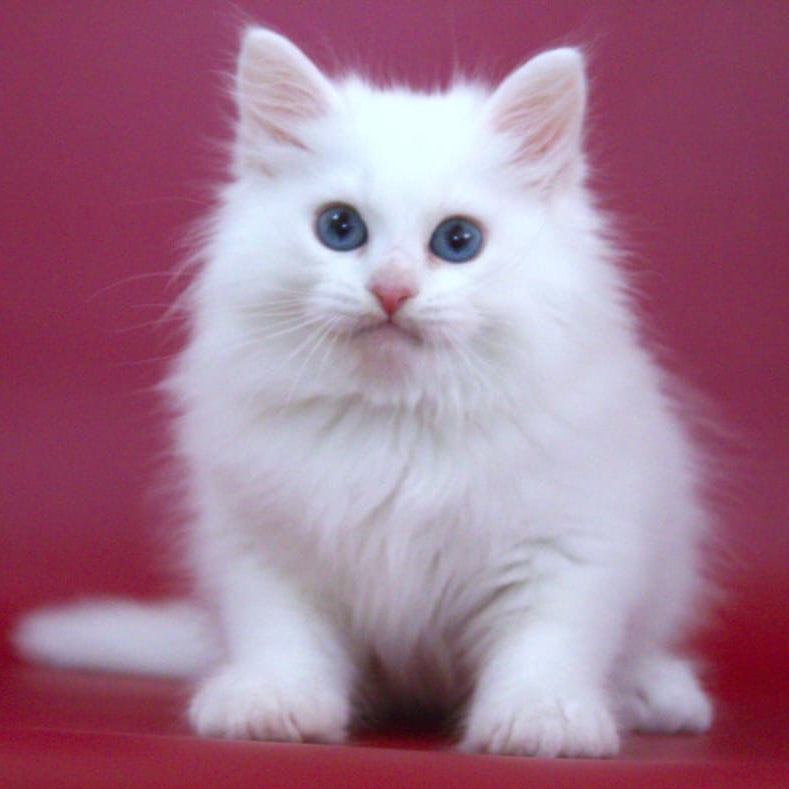 George Siberian male, white