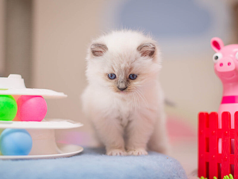 Wendy Ragdoll female, blue mitted