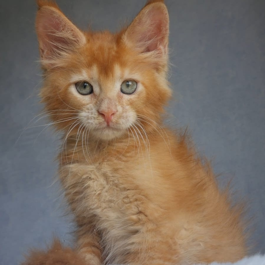 Princ Maine Coon male, red