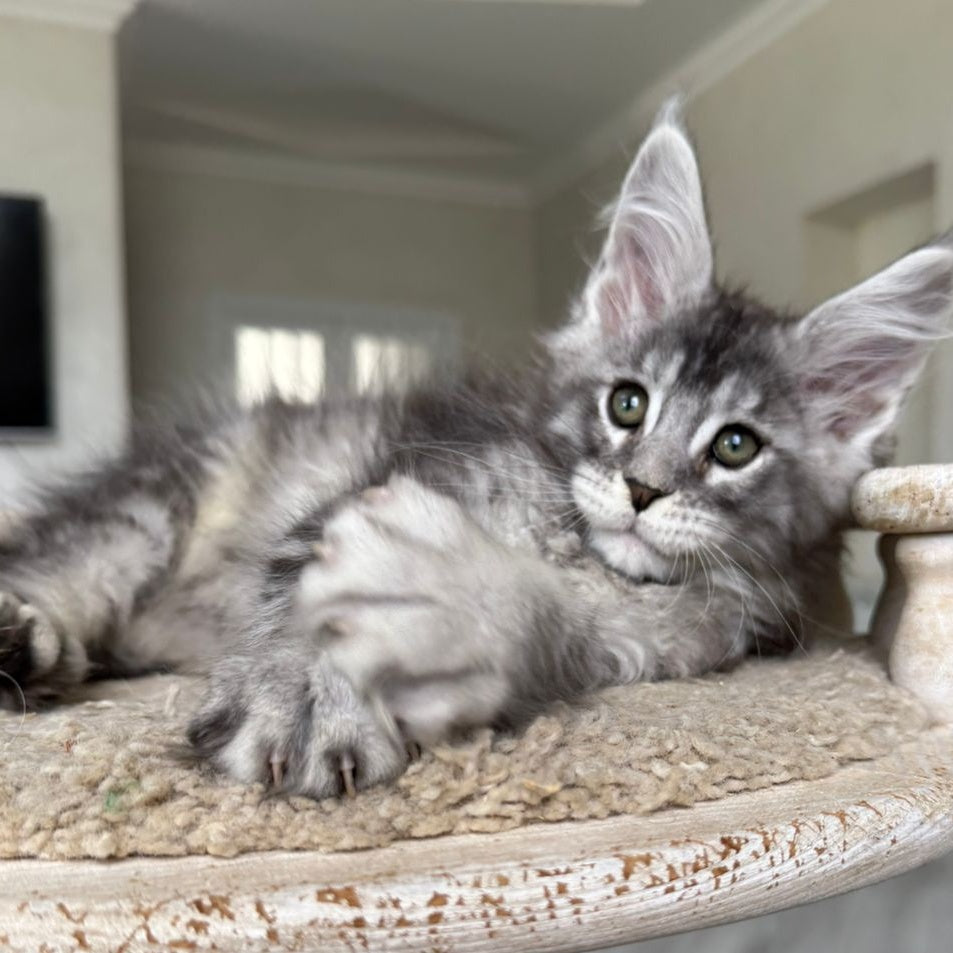 Jackpot Maine Coon male, black silver ticked tabby
