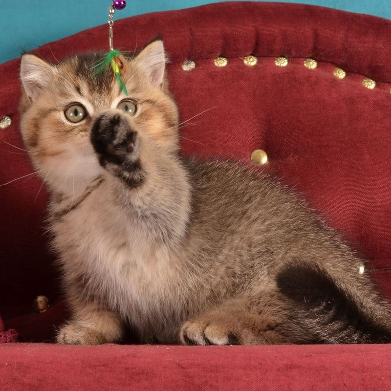 Hugo Munchkin male, black ticked tabby