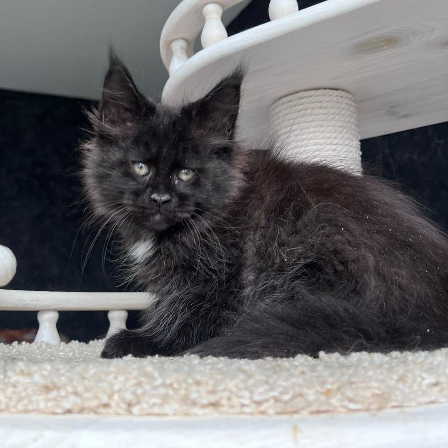 Onix Maine Coon female, black with white