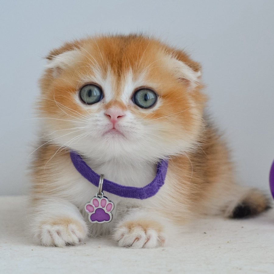 Hector Scottish Fold male, black golden chinchilla