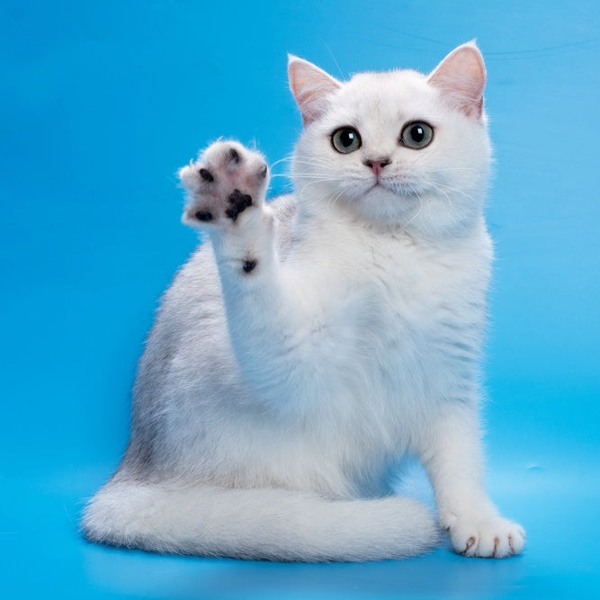Fandi British Shorthair female, black silver shaded