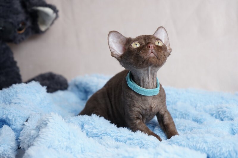 Makar Devon Rex male chocolate - live animals