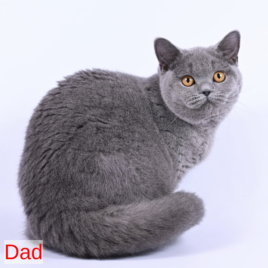 Earl Grey British Shorthair male, blue
