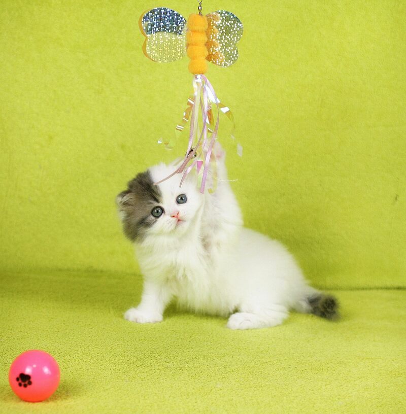 Fantasia Scottish Straight female, blue tabby van