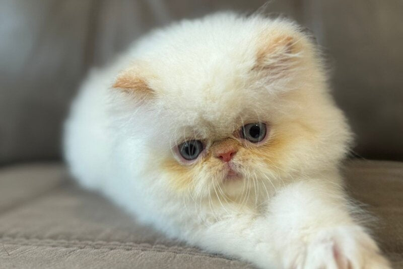 Archi Persian male, red pointed