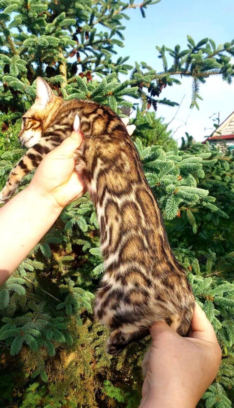 Lesya Bengal female, black spotted tabby