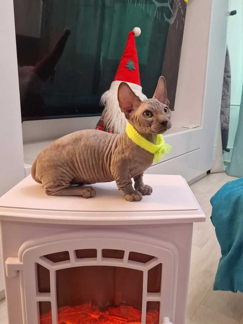 Baron Bambino male blue - live animals